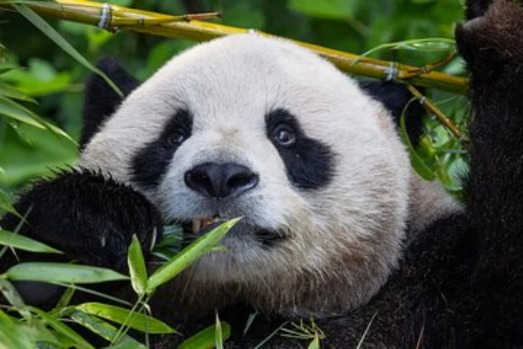 Top Ethical Wildlife Attractions in the United States Wildlife Attractions In The USA