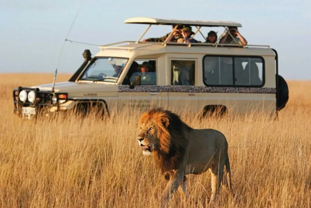Wildlife Tours in Phoenix