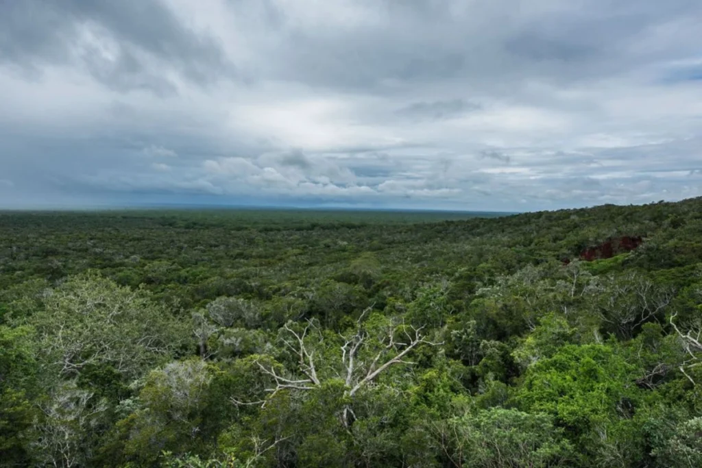 African Forest