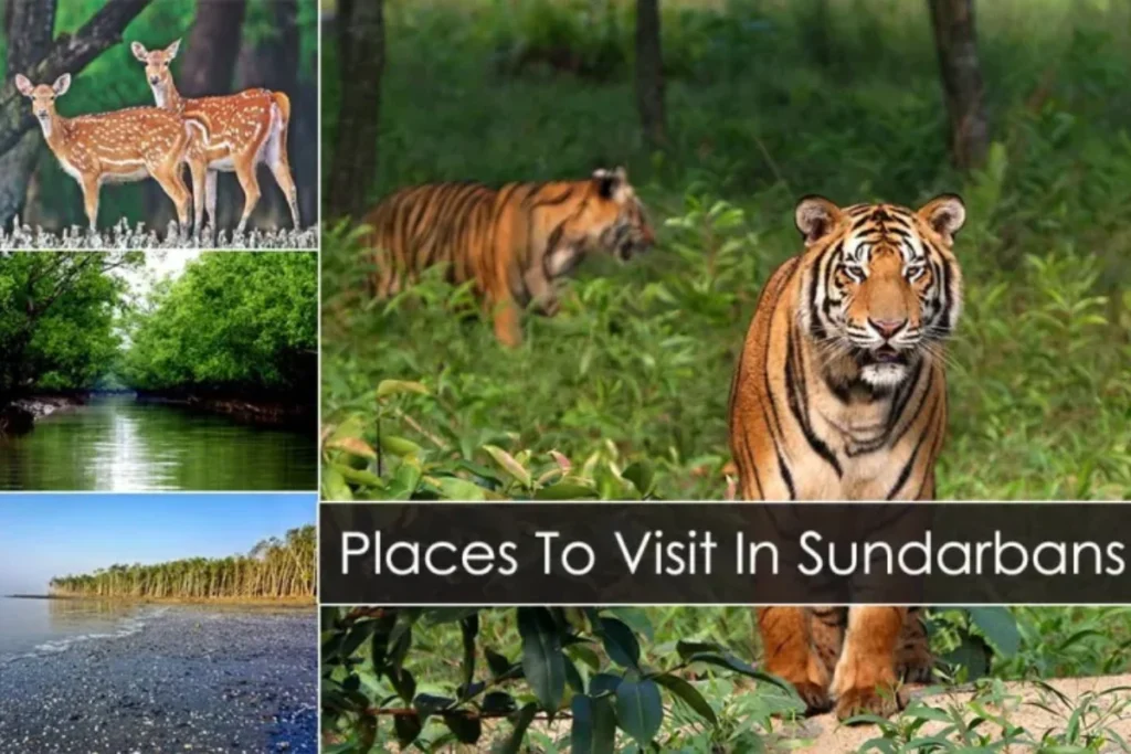 Best Things to Do in the Sundarbans