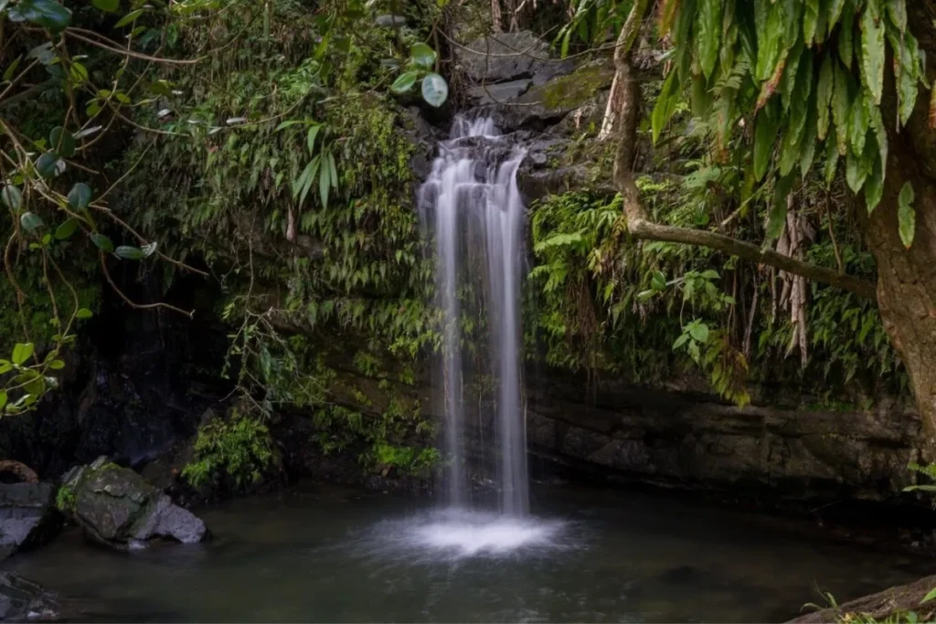 El Yunque National Forest Adventure Guide El Yunque National Forest