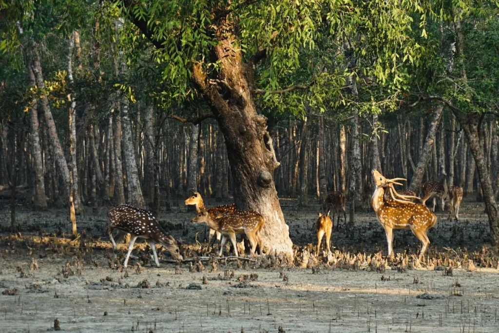 Cultural and Nature Experiences to Explore in the Sundarbans Sundarbans Travel Experiences